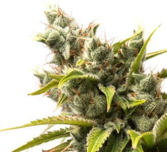 BUD & CANNABIS FLOWER